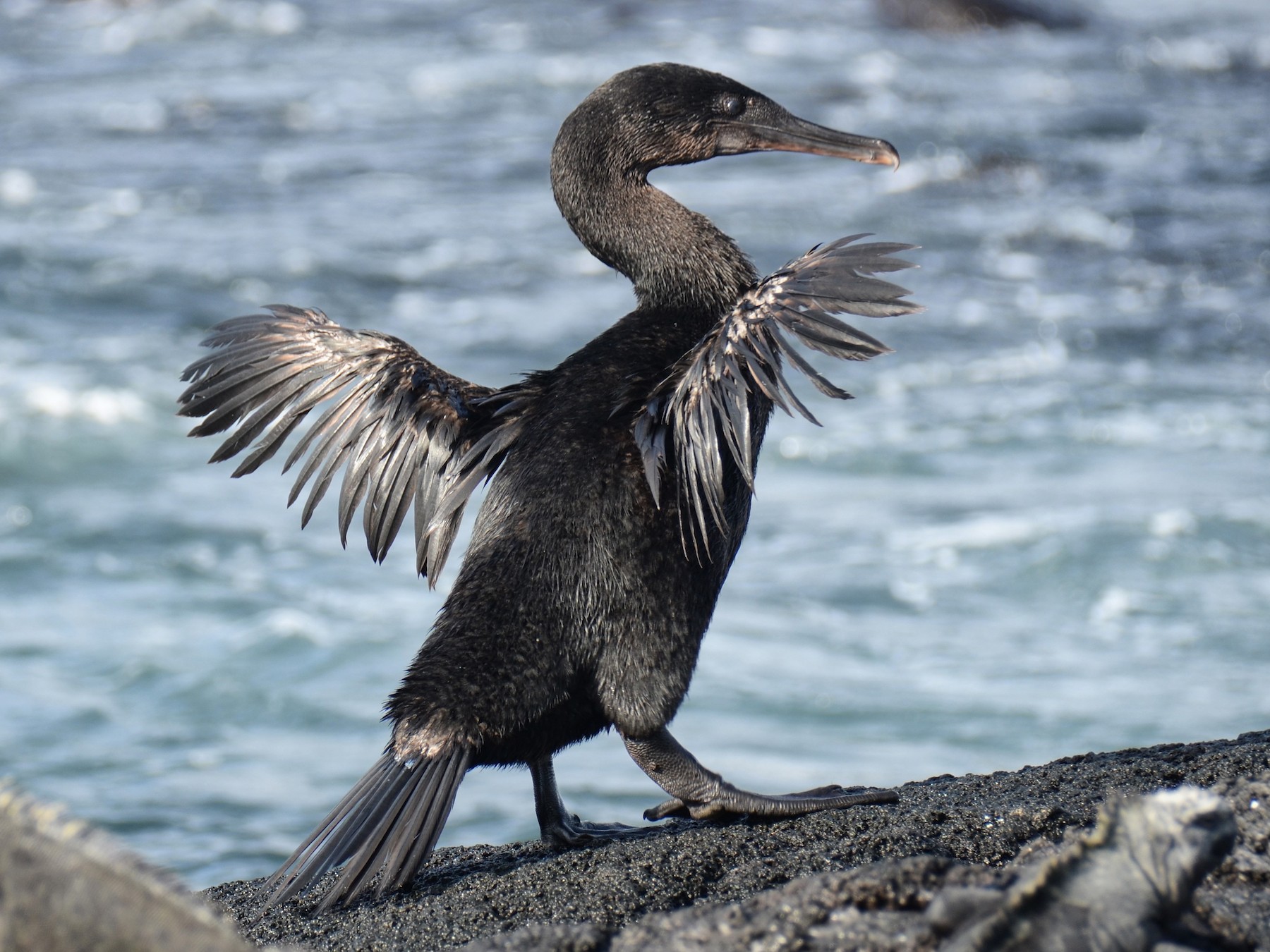 Flightless Cormorant - eBird