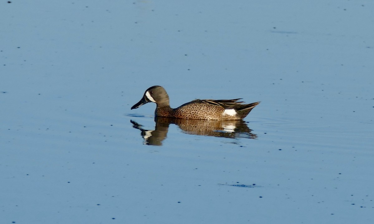 Blue-winged Teal - Don Hall