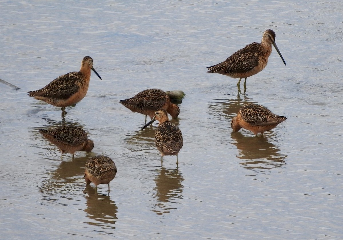 Long-billed Dowitcher - ML169258461