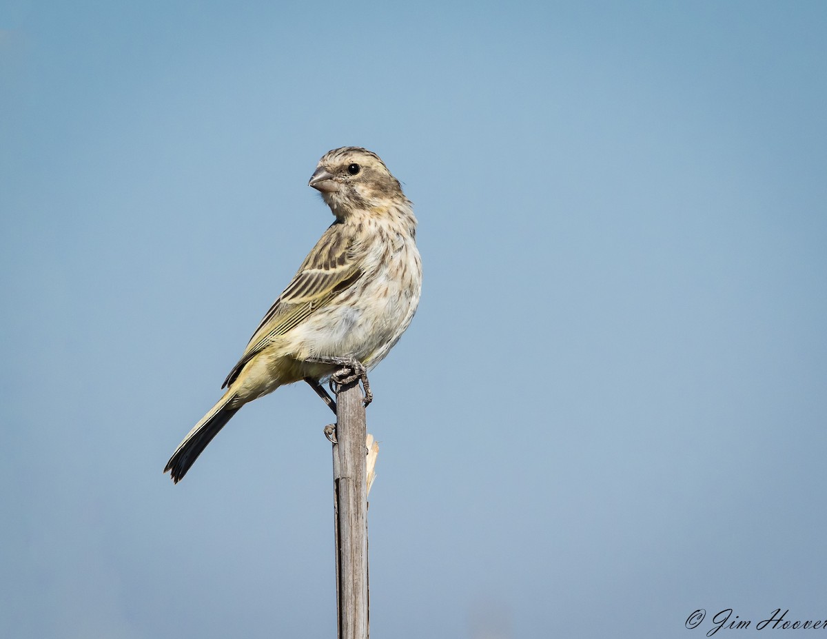 Black-throated Canary - Jim Hoover