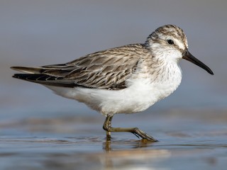  - Broad-billed Sandpiper