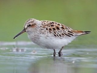  - Broad-billed Sandpiper