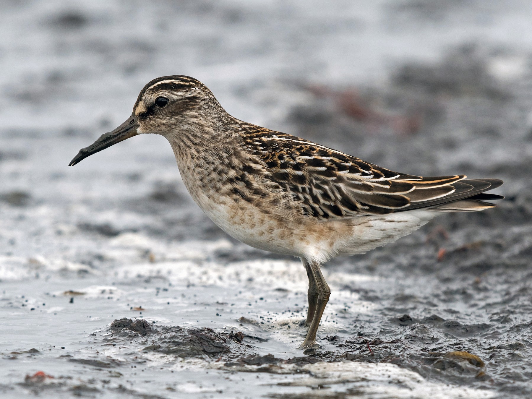 Broad-billed Sandpiper - Hans Norelius