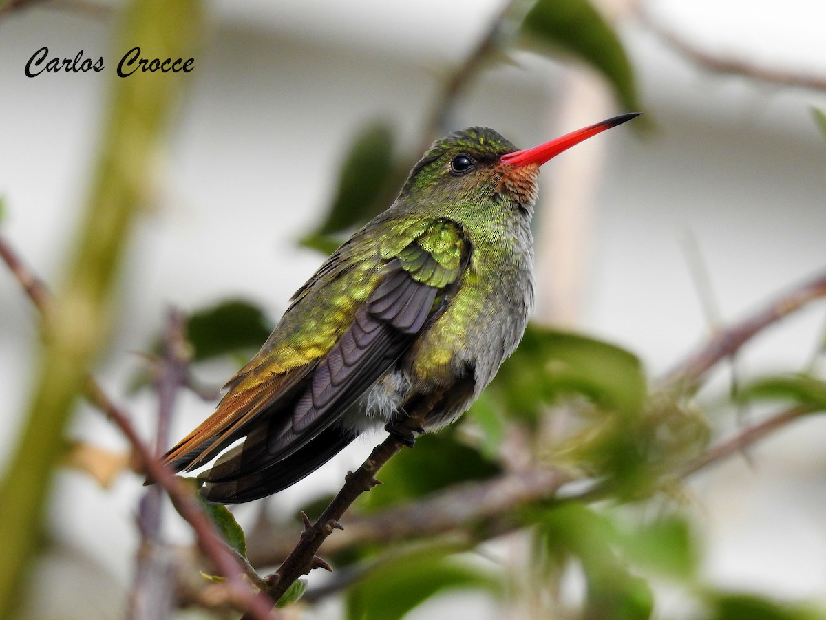 Gilded Hummingbird - Carlos Crocce