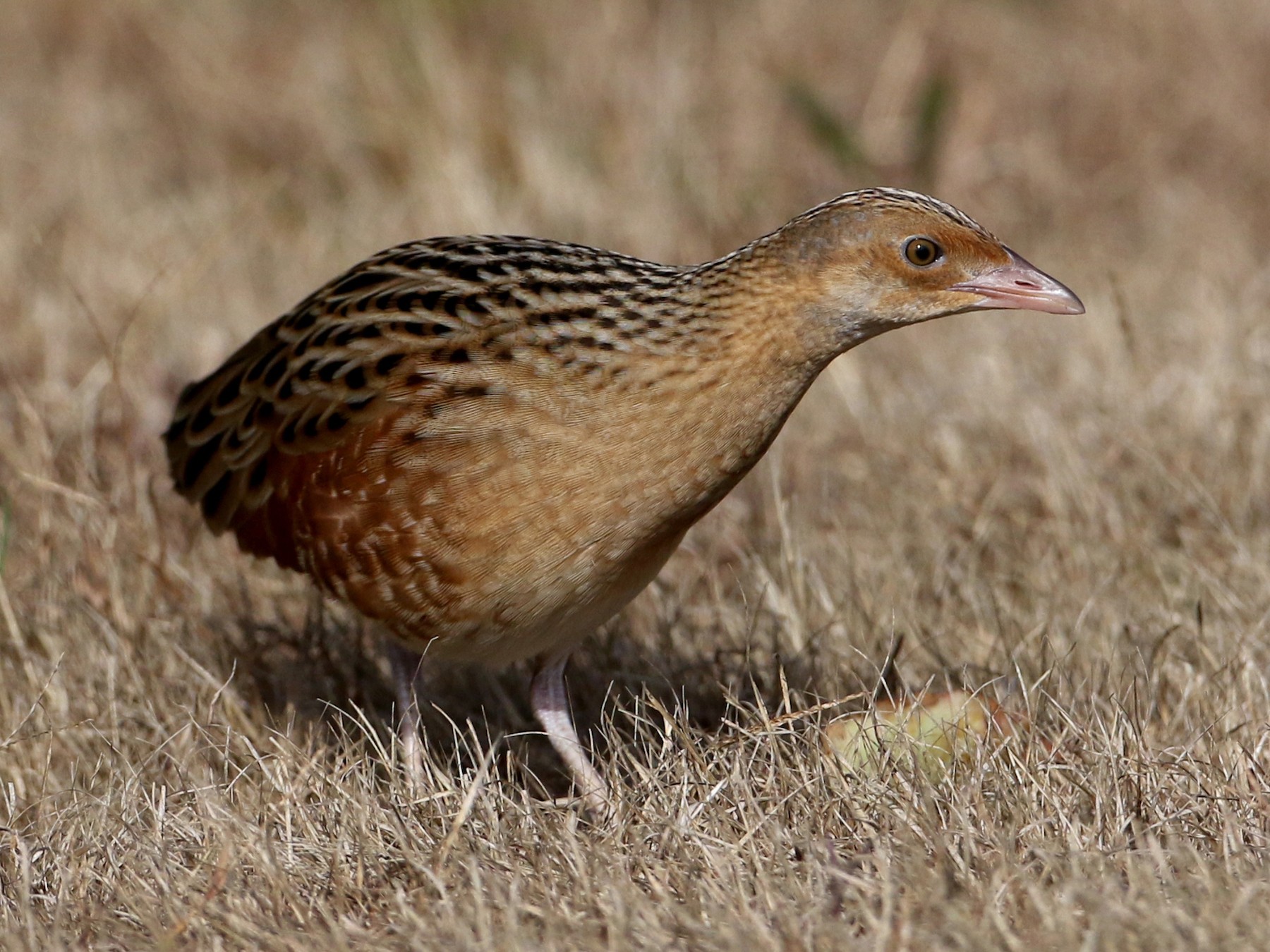 Corn Crake - Jay McGowan