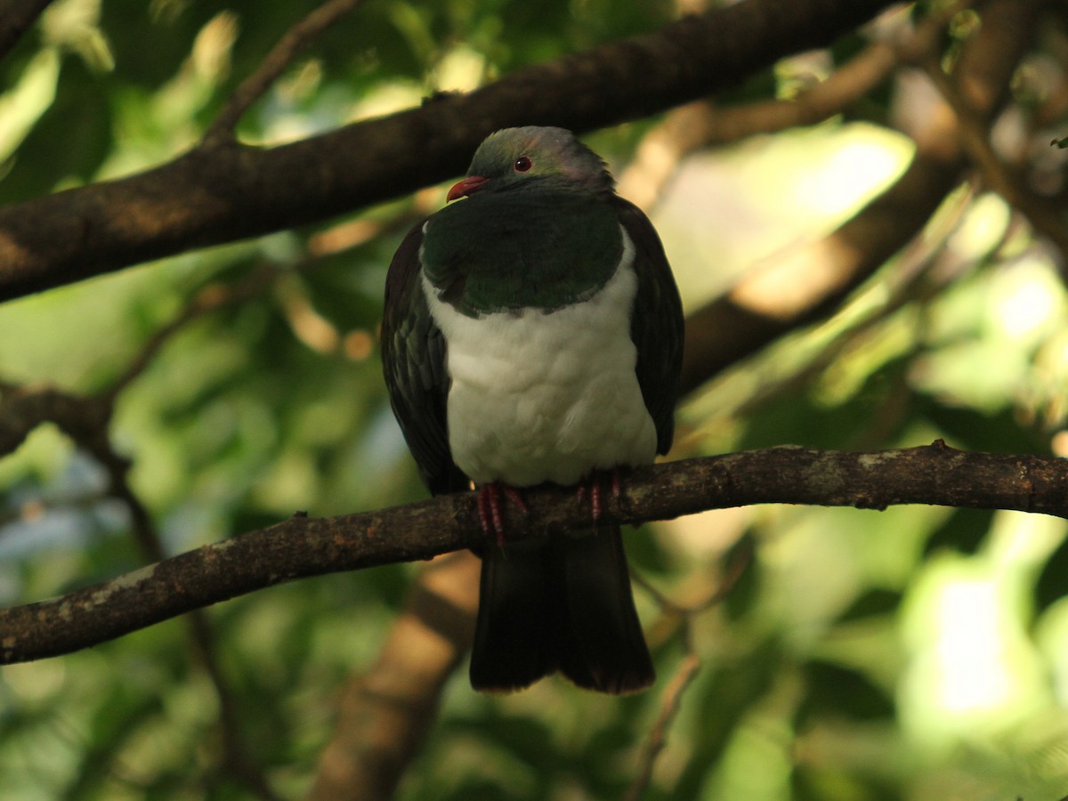 New Zealand Pigeon - ML169277741