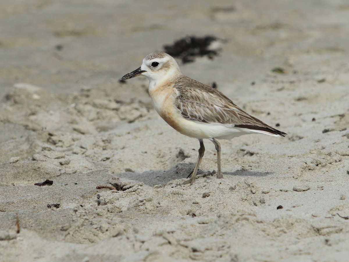 Red-breasted Dotterel - ML169278041