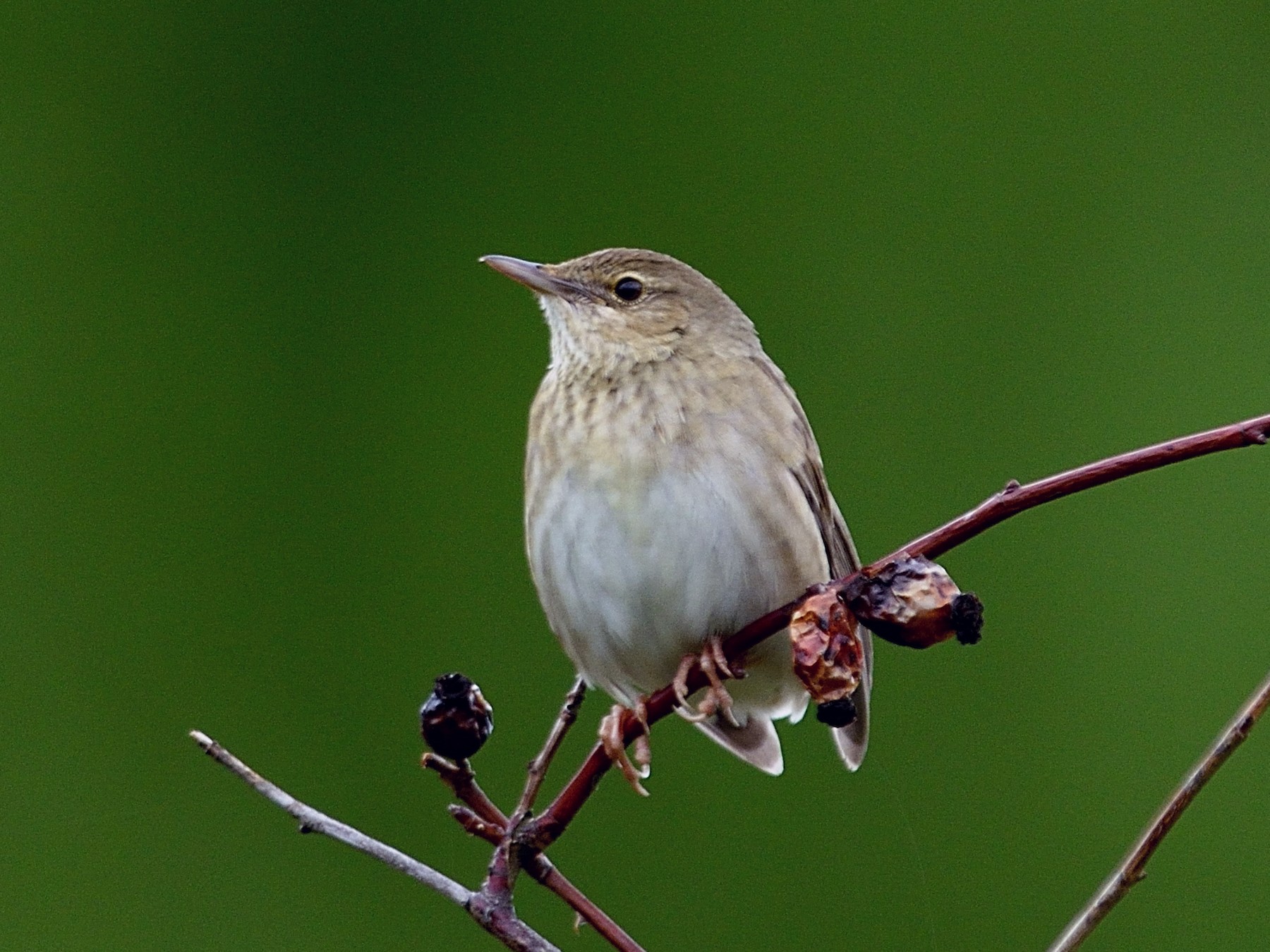 River Warbler - Hans Norelius