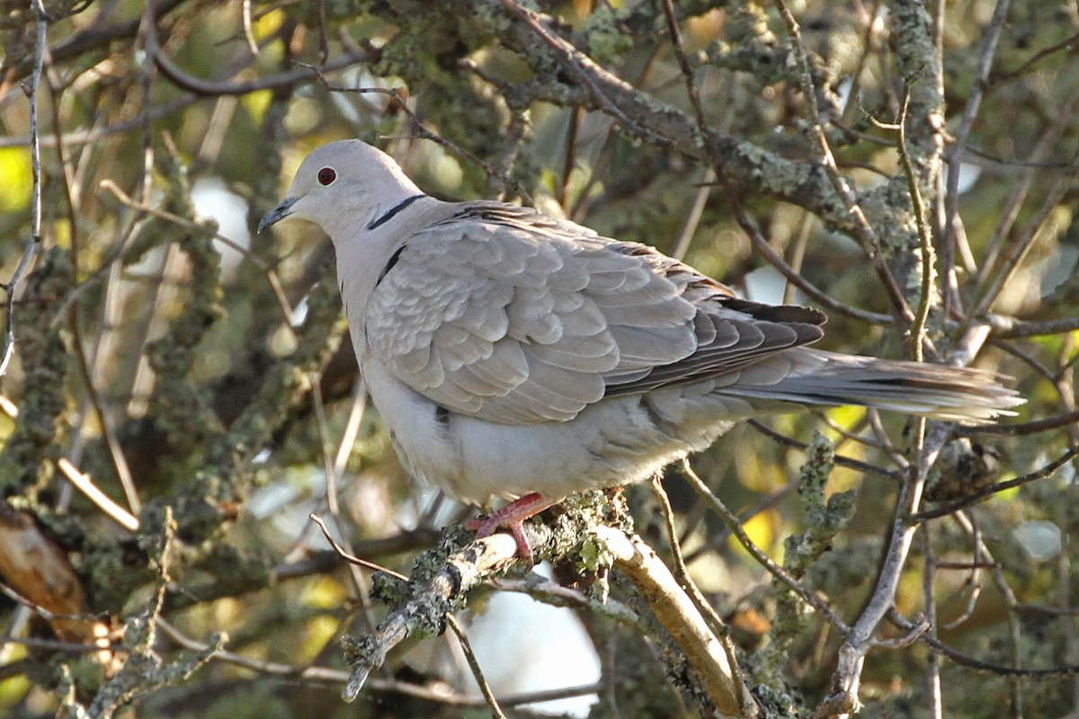 Eurasian Collared-Dove - ML169278741