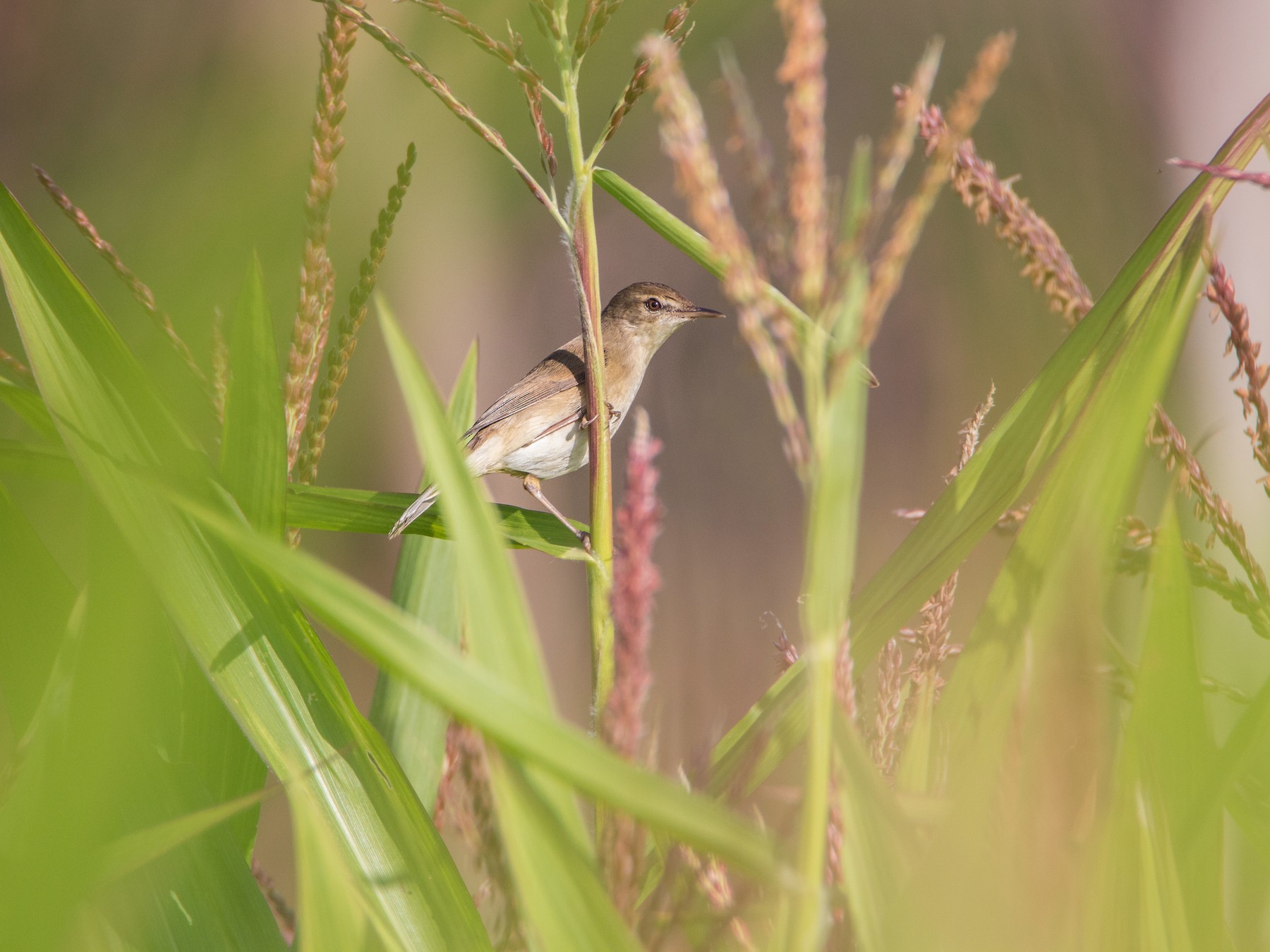 Paddyfield Warbler - eBird