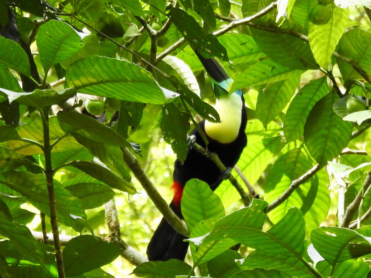 Channel-billed Toucan (Citron-throated) - ML169283241