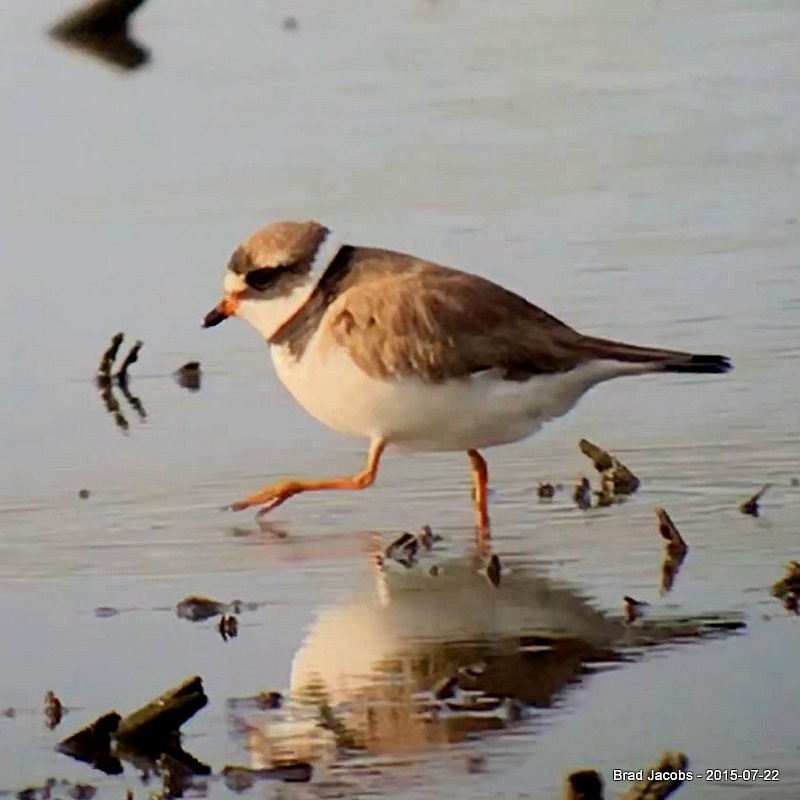 Semipalmated Plover - ML169285591