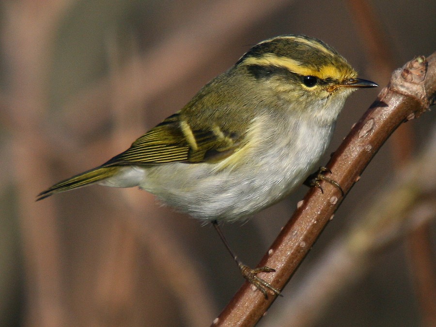 Pallas's Leaf Warbler - eBird