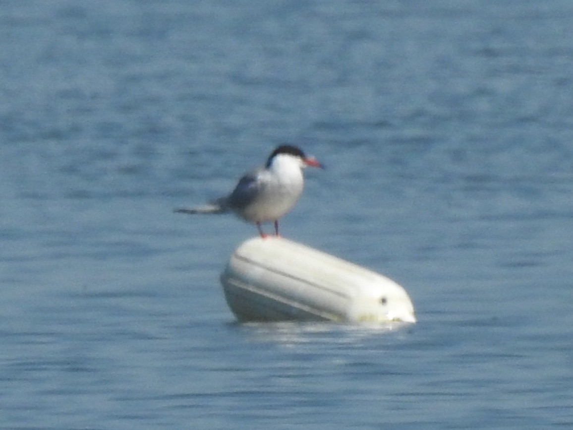 Common Tern - Dan Stoker