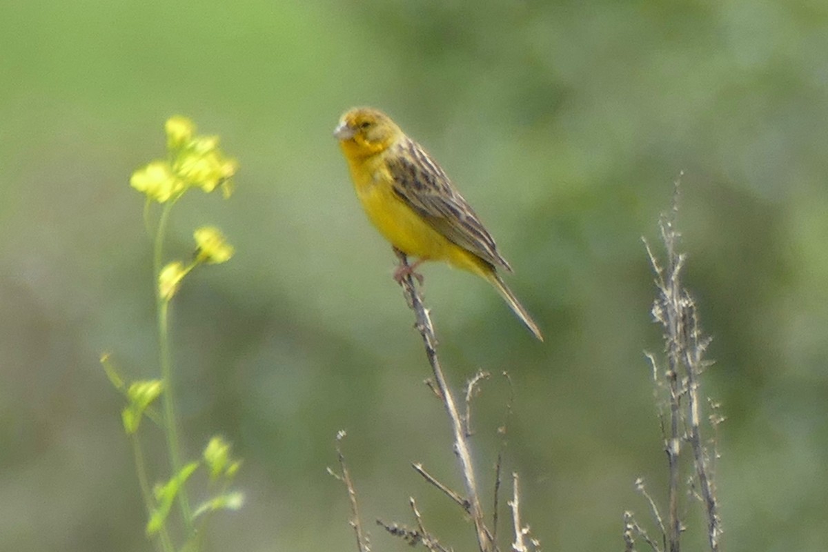 Grassland Yellow-Finch (Montane) - ML169287781