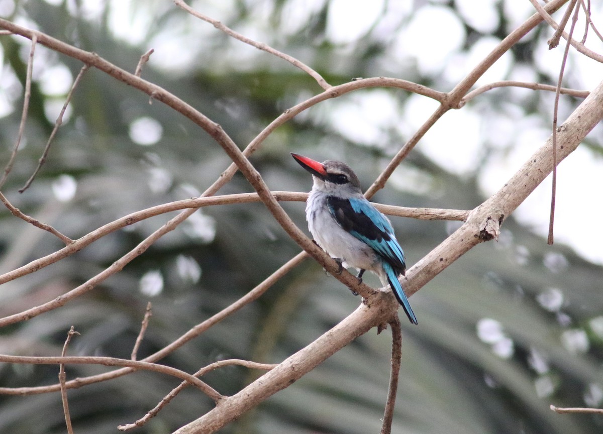 Woodland Kingfisher - Daniel Branch
