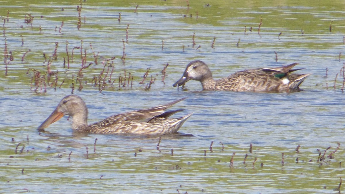 Blue-winged Teal - ML169288631