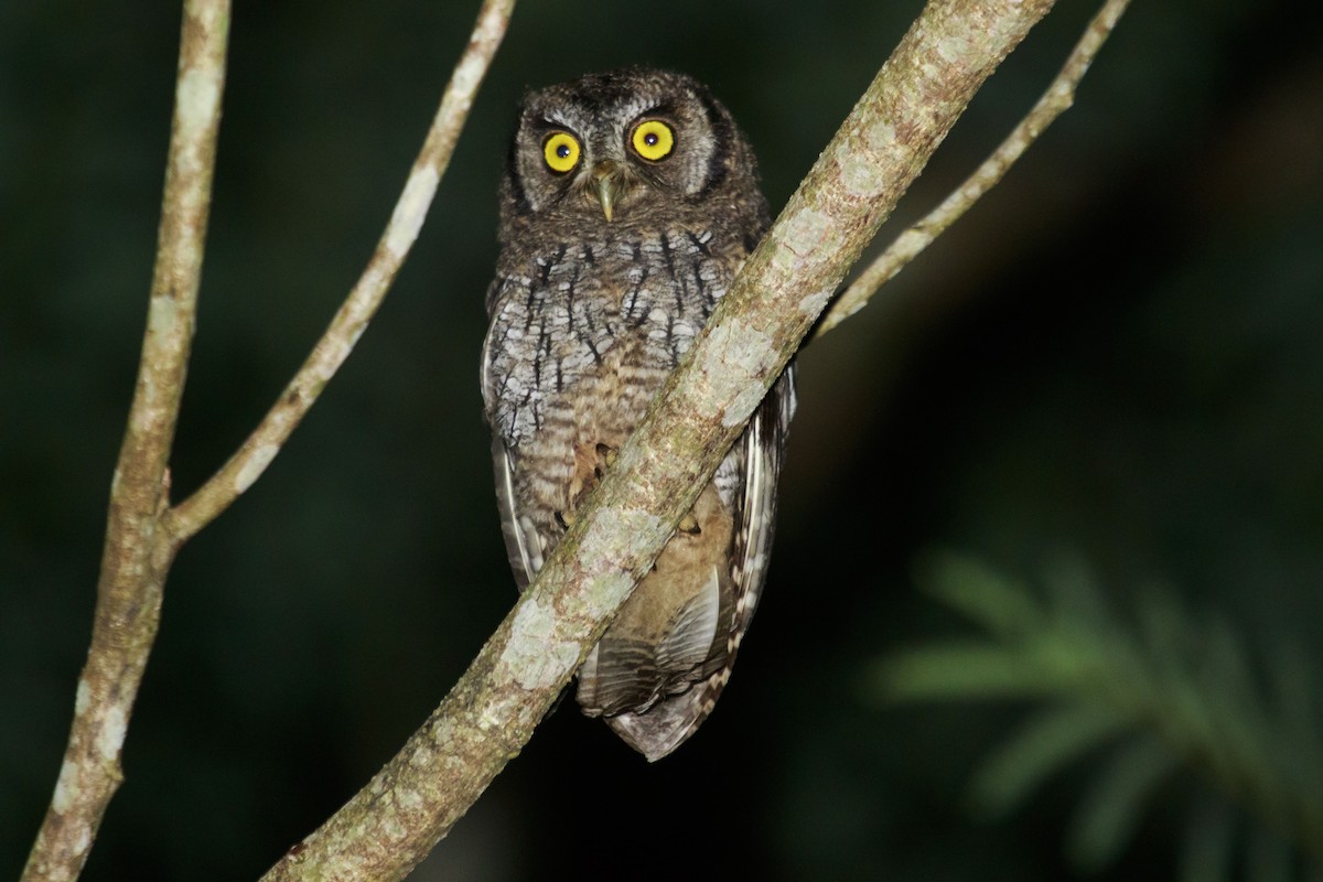 Tropical Screech-Owl - Emanuel Tiberi