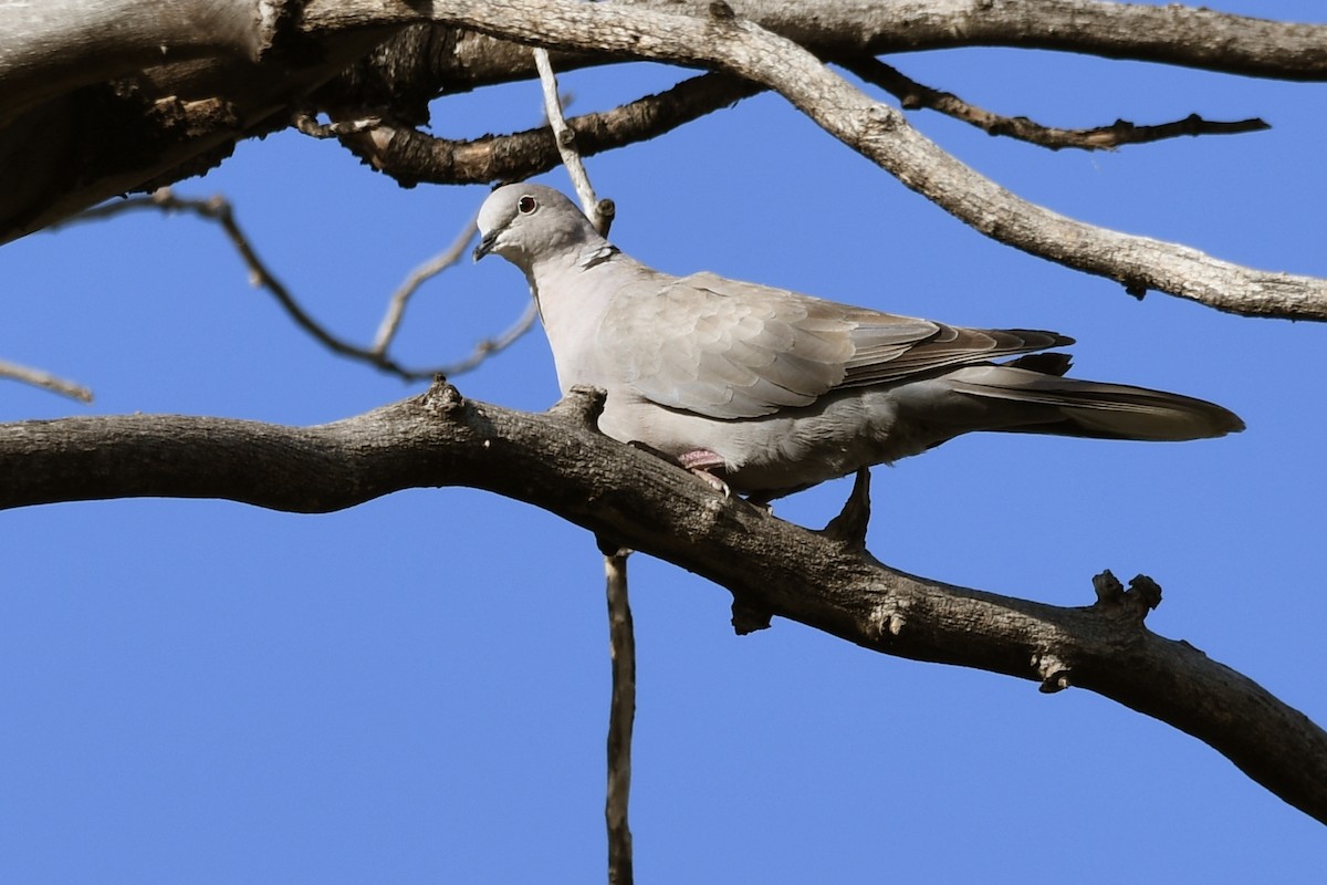 Eurasian Collared-Dove - Thomas Rickfelder