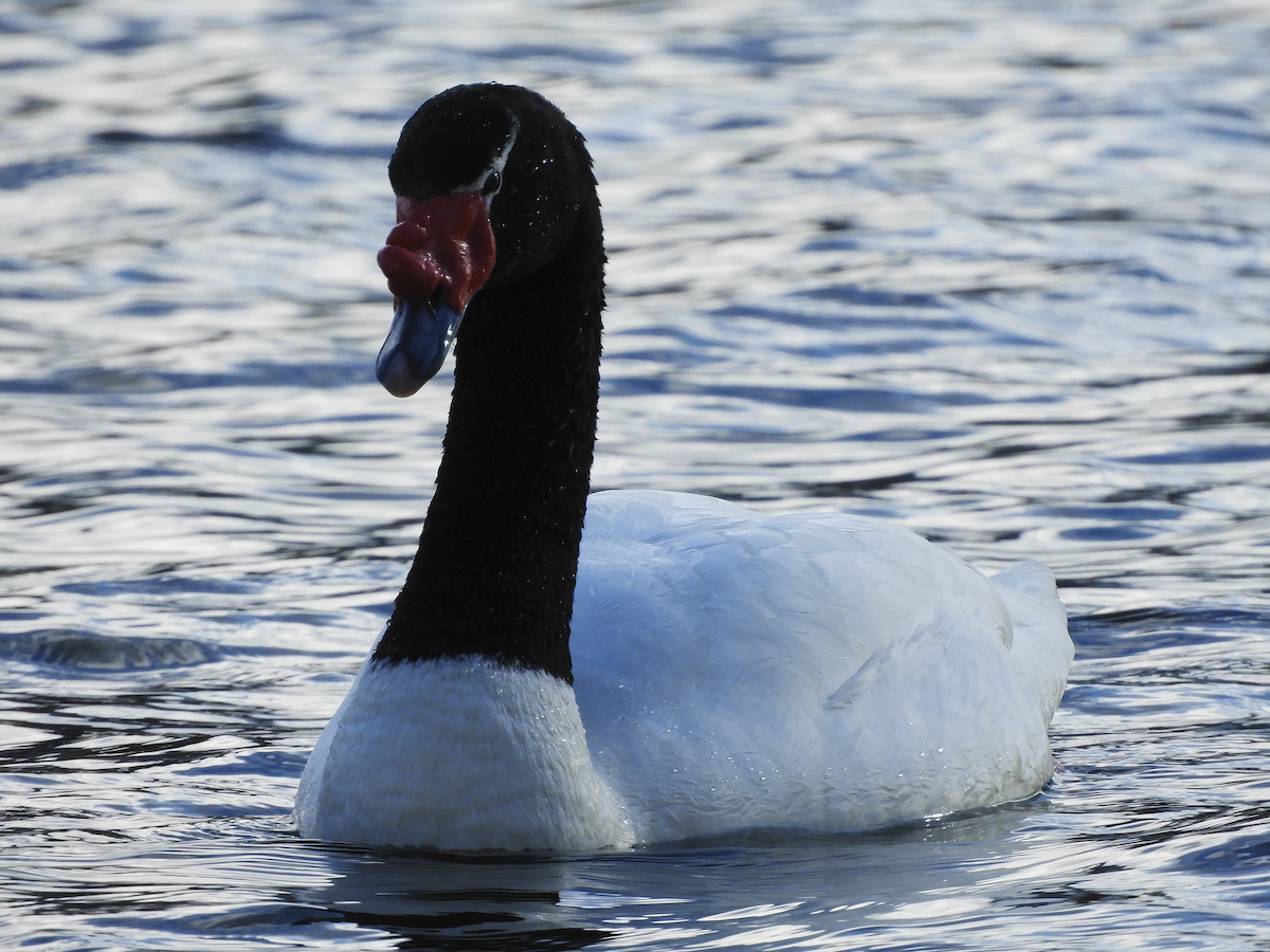 Black-necked Swan - Guillermo Espinoza