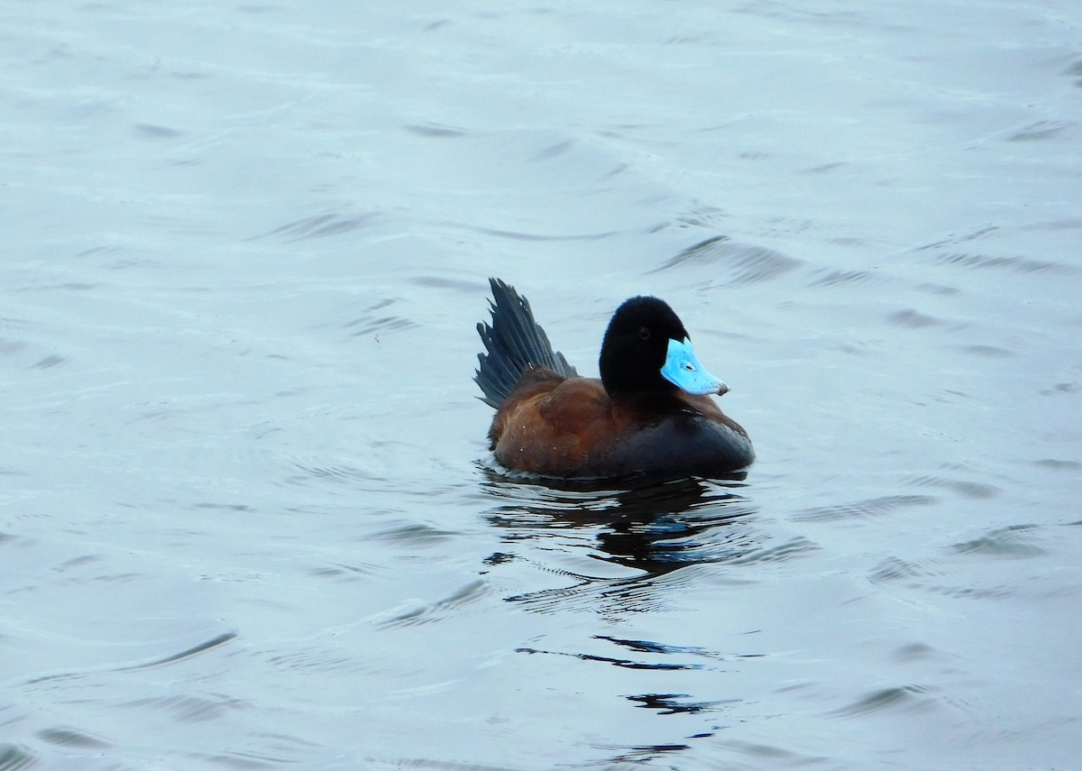 Andean Duck - ML169297961