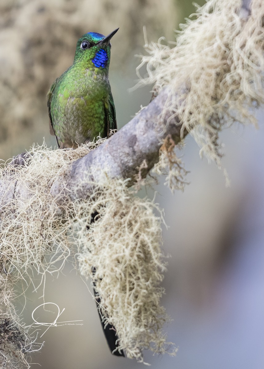 Long-tailed Sylph - ML169298141