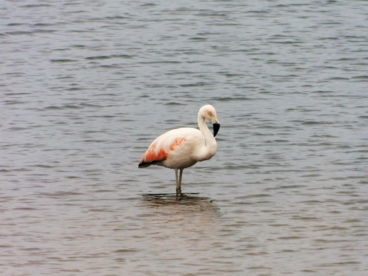 Şili Flamingosu - ML169298311