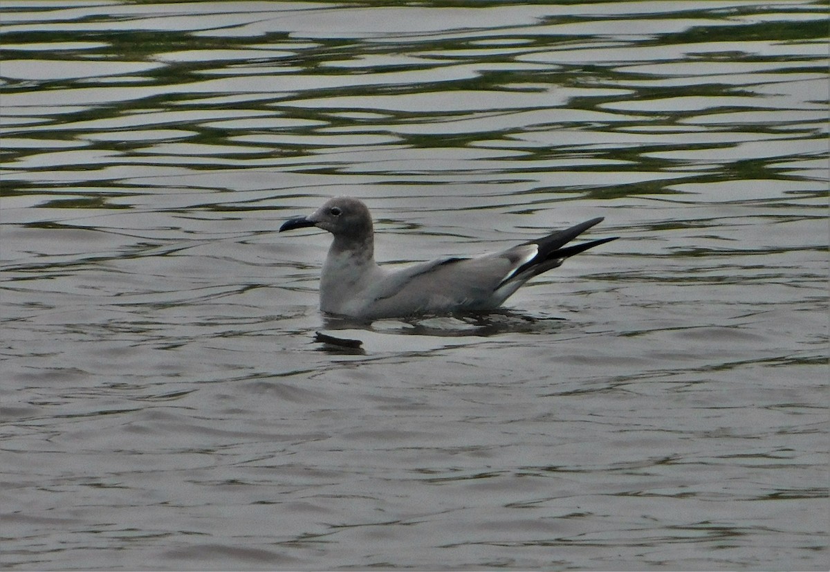 Gray Gull - Nicolás Bejarano