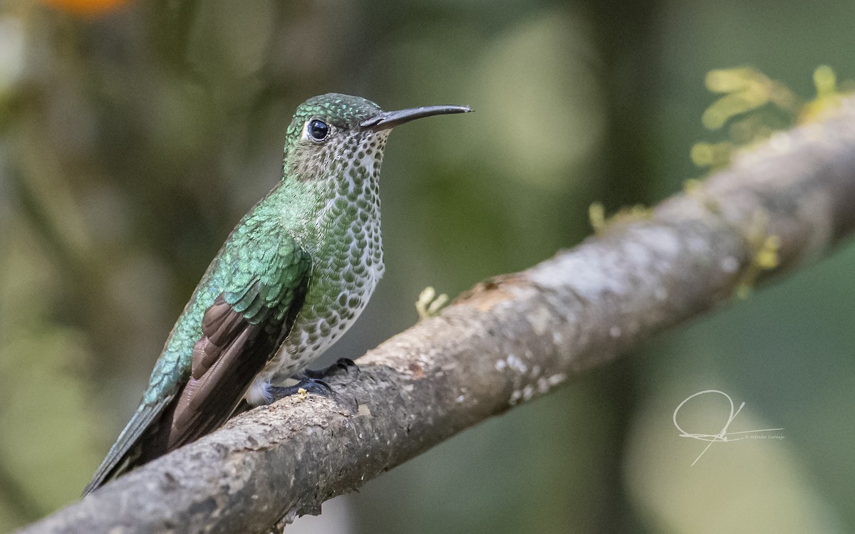 Many-spotted Hummingbird - Alfredo Cornejo
