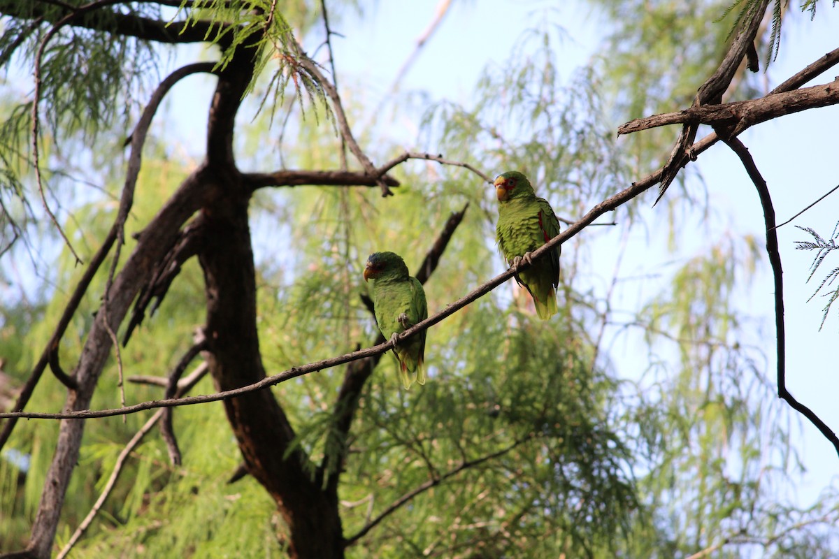 White-fronted Parrot - ML169299791