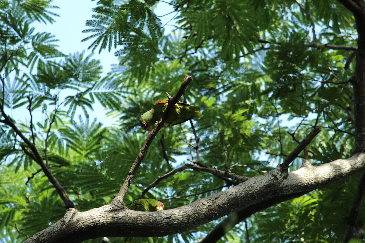 White-fronted Parrot - ML169300021