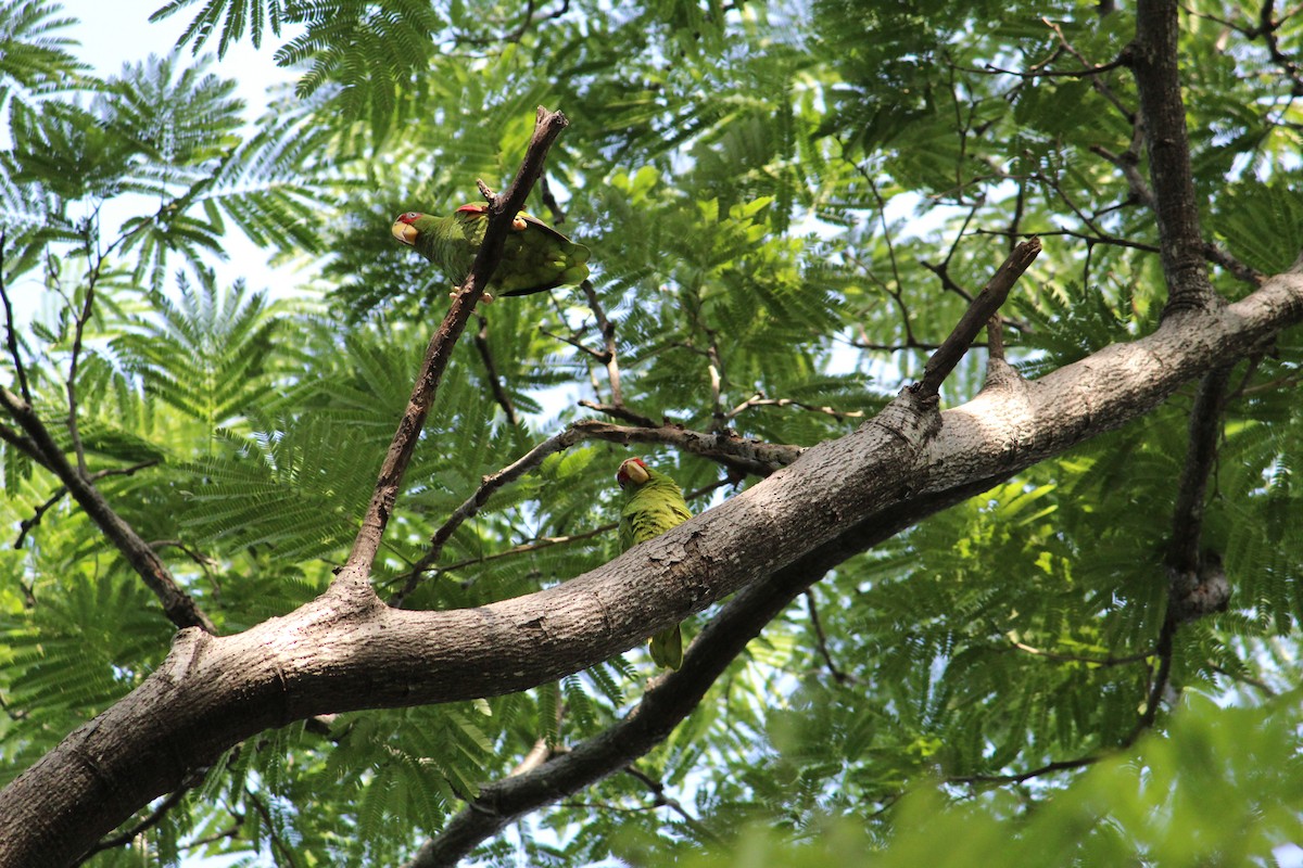 White-fronted Parrot - ML169300131