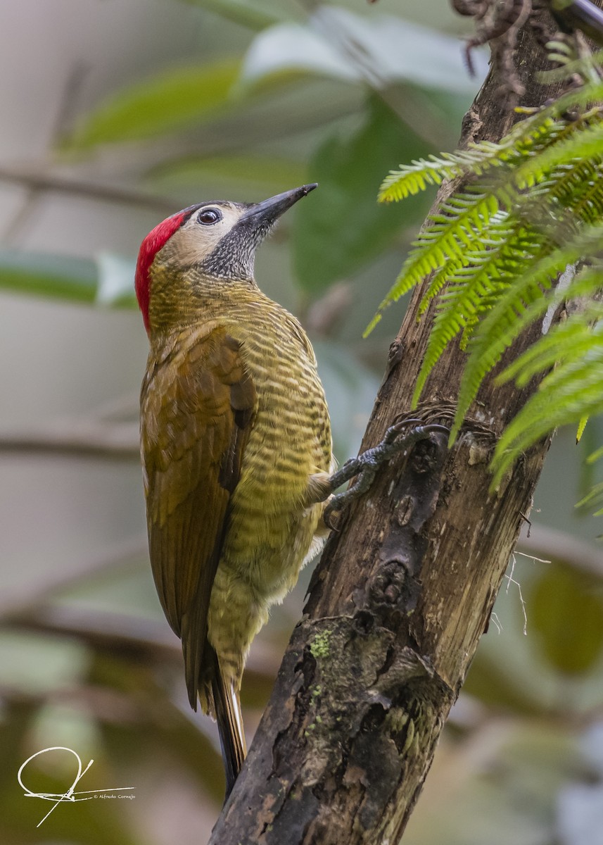 Golden-olive Woodpecker - ML169300171