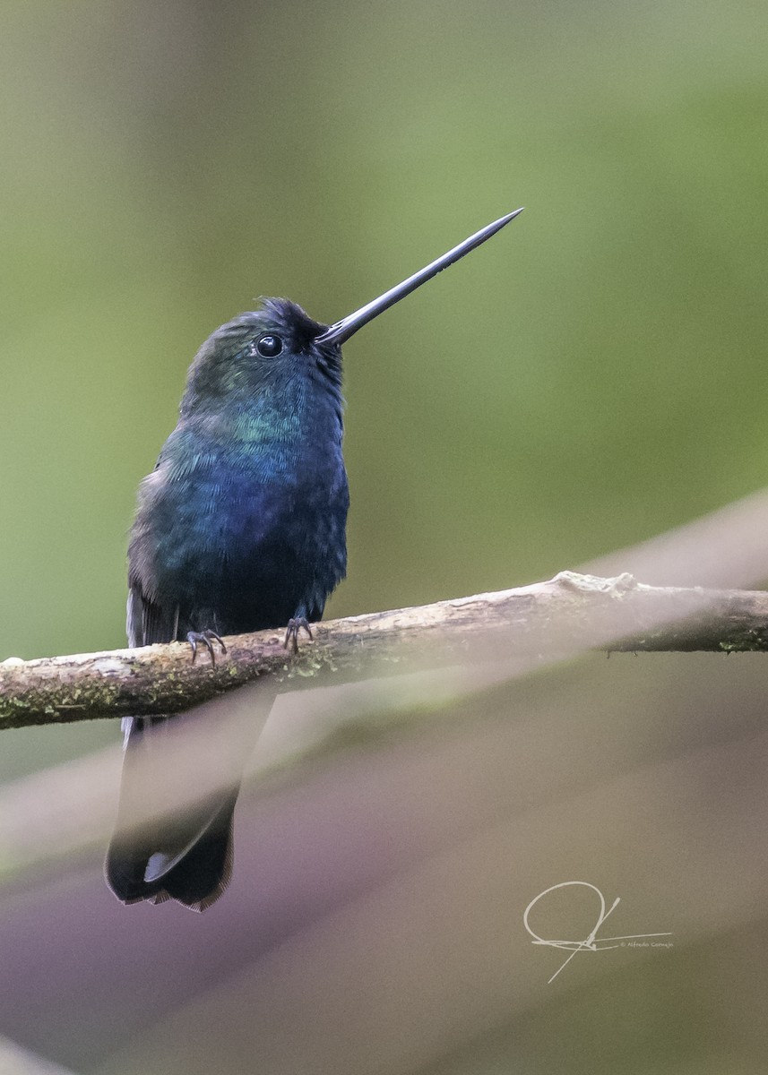 kolibřík modročelý - ML169300491