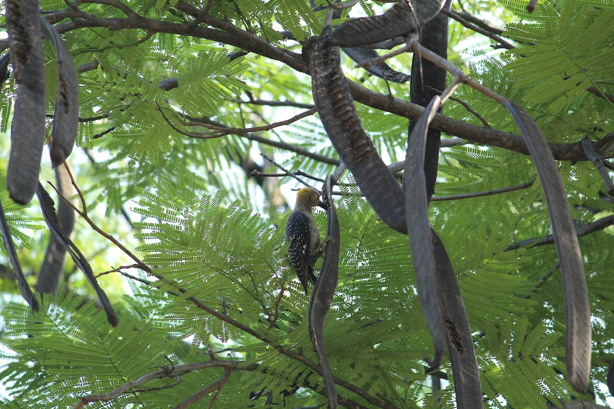 Golden-fronted Woodpecker - ML169300901