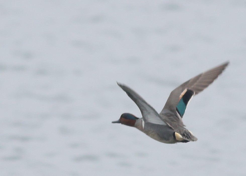 Green-winged Teal - Kyle Bardwell