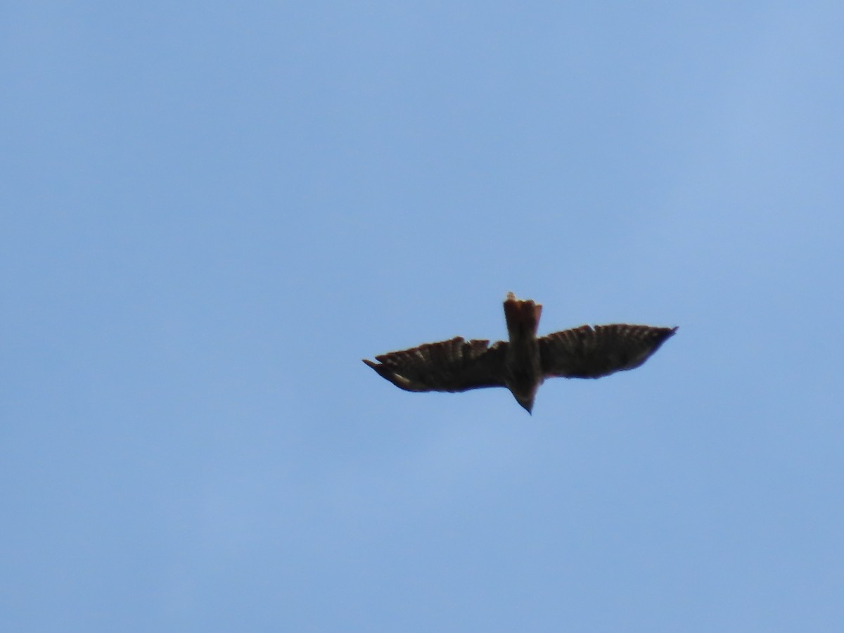 Red-tailed Hawk - ML169303381
