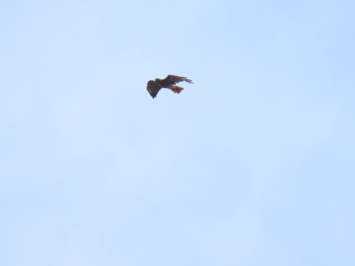 Red-tailed Hawk - ML169303481