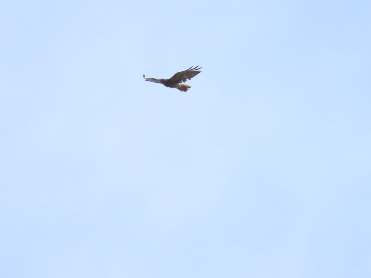 Red-tailed Hawk - ML169303521