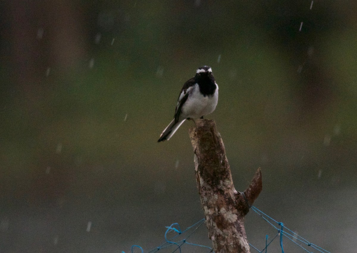 White-browed Wagtail - Gary Brunvoll