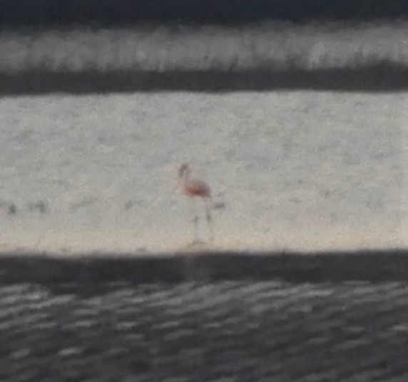 American Flamingo - ML169303841