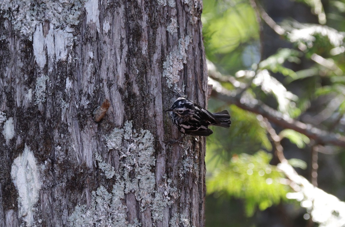Black-and-white Warbler - ML169303981