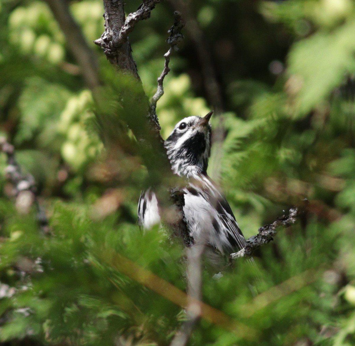 Black-and-white Warbler - ML169304131