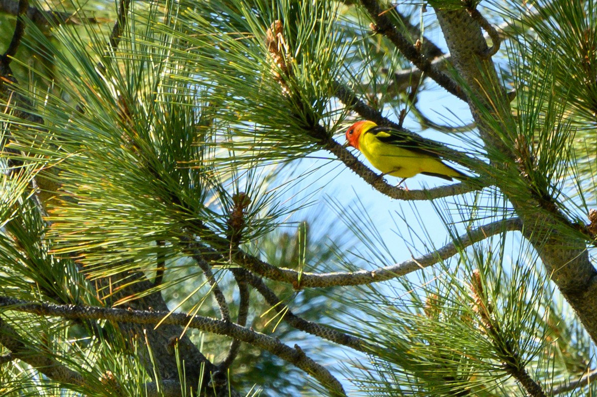 Western Tanager - ML169306731