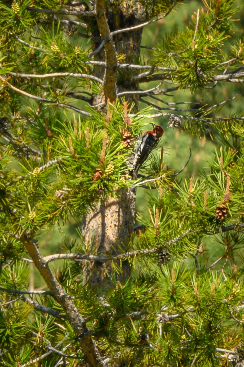 Red-breasted Sapsucker - Jeffrey Gray