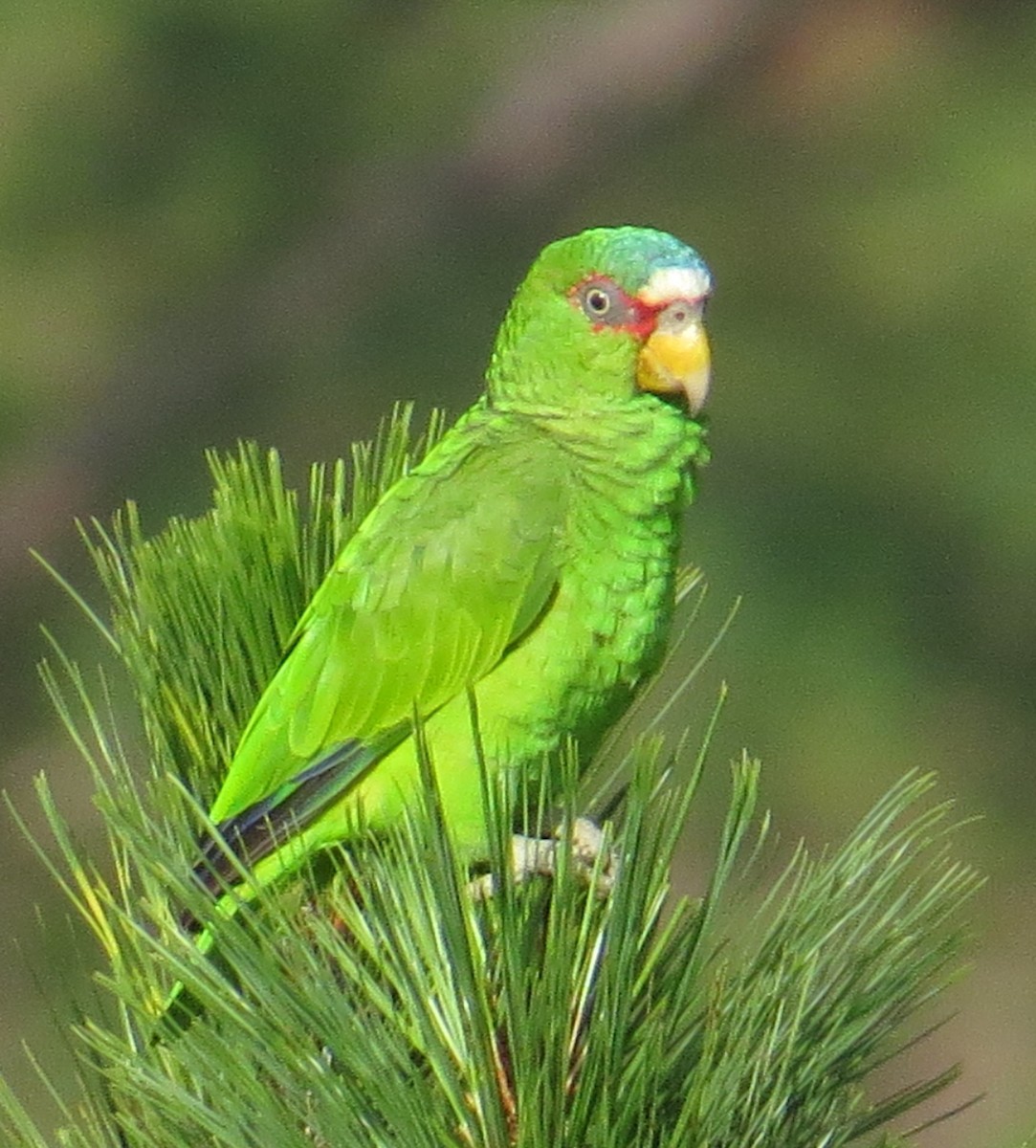 White-fronted Parrot - ML169309751