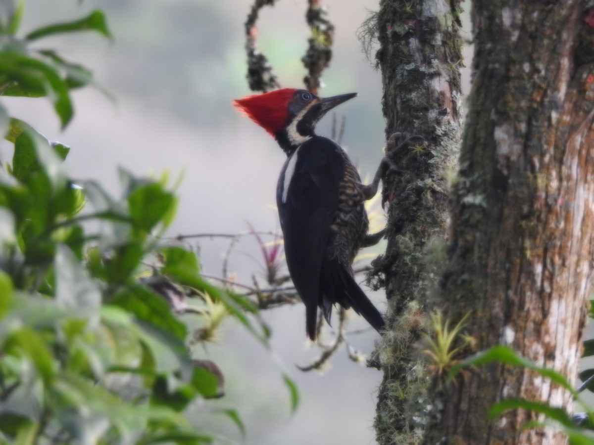 Lineated Woodpecker - Diego Solarte