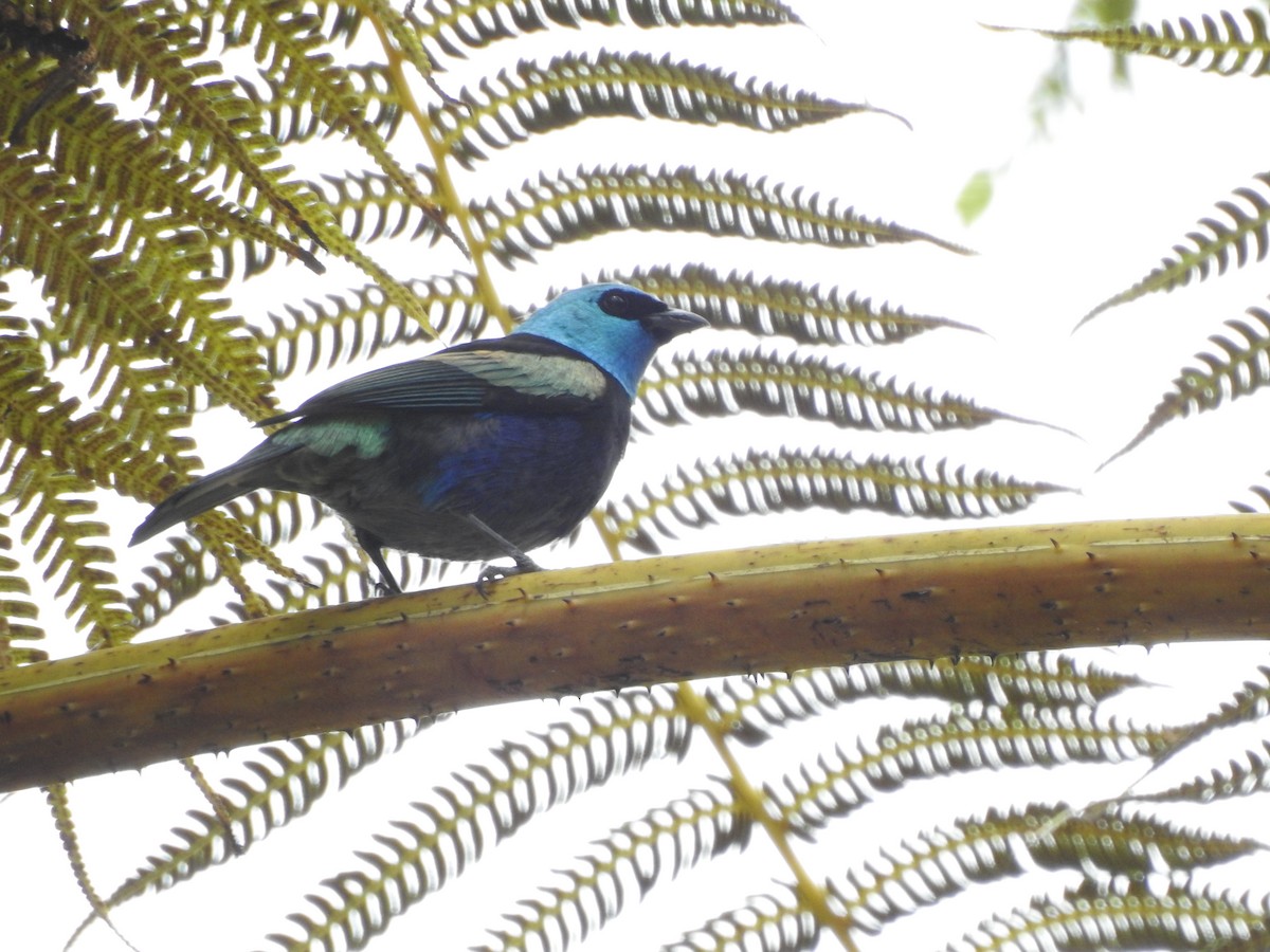 Blue-necked Tanager - ML169311101