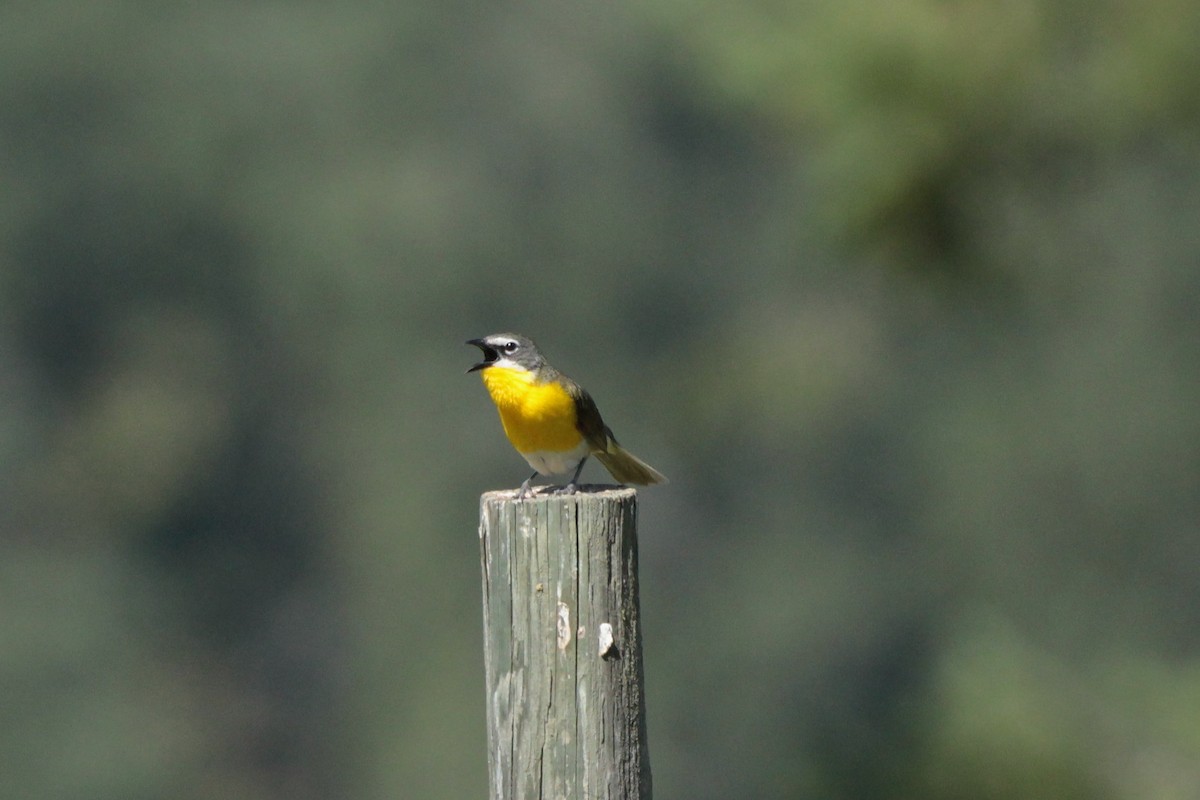 Yellow-breasted Chat - ML169313031