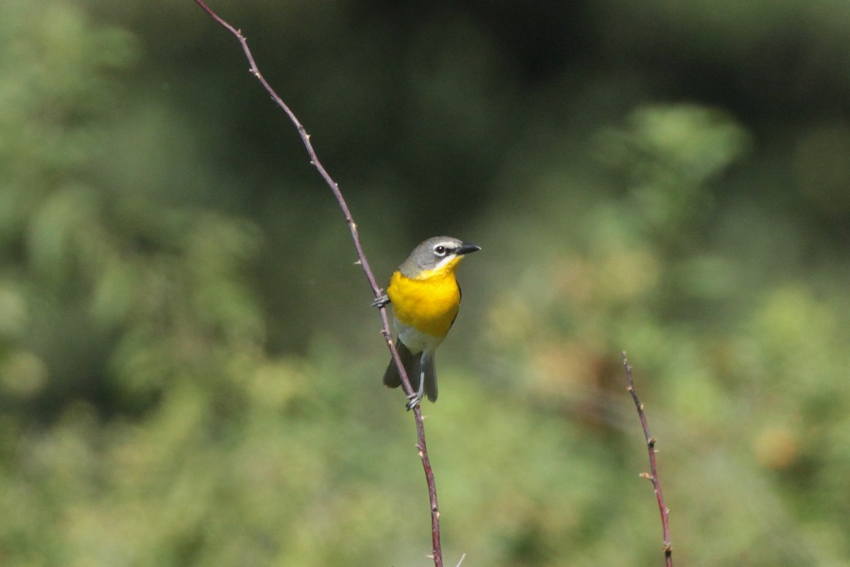 Yellow-breasted Chat - ML169313041
